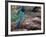 Green Jay, Texas, USA-Dee Ann Pederson-Framed Photographic Print