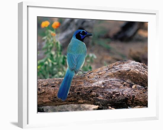 Green Jay, Texas, USA-Dee Ann Pederson-Framed Photographic Print