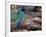 Green Jay, Texas, USA-Dee Ann Pederson-Framed Photographic Print