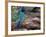 Green Jay, Texas, USA-Dee Ann Pederson-Framed Photographic Print