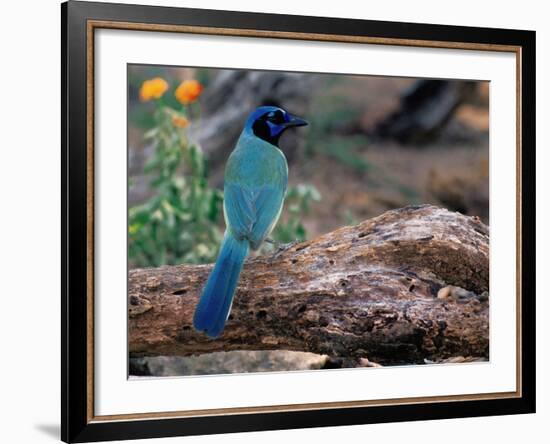 Green Jay, Texas, USA-Dee Ann Pederson-Framed Photographic Print