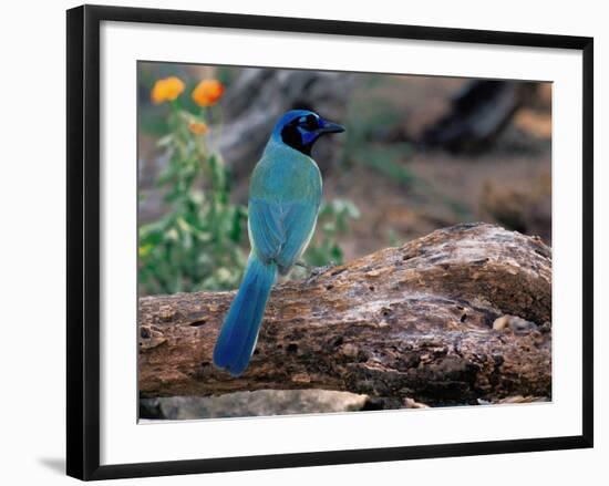 Green Jay, Texas, USA-Dee Ann Pederson-Framed Photographic Print