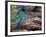 Green Jay, Texas, USA-Dee Ann Pederson-Framed Photographic Print