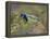 Green Jay, Texas, USA-Larry Ditto-Framed Premier Image Canvas