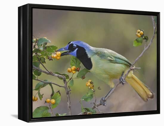 Green Jay, Texas, USA-Larry Ditto-Framed Premier Image Canvas