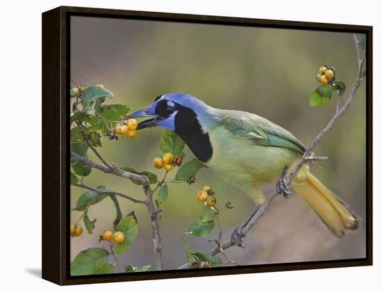 Green Jay, Texas, USA-Larry Ditto-Framed Premier Image Canvas