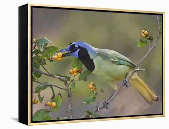 Green Jay, Texas, USA-Larry Ditto-Framed Premier Image Canvas
