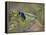 Green Jay, Texas, USA-Larry Ditto-Framed Premier Image Canvas