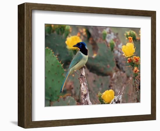 Green Jay, Texas, USA-Dee Ann Pederson-Framed Photographic Print