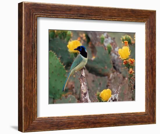 Green Jay, Texas, USA-Dee Ann Pederson-Framed Photographic Print