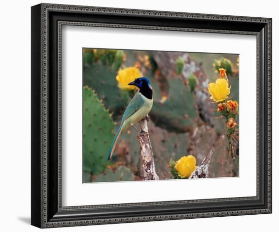 Green Jay, Texas, USA-Dee Ann Pederson-Framed Photographic Print