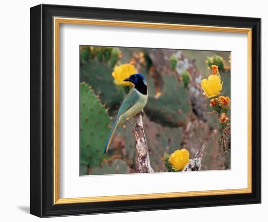 Green Jay, Texas, USA-Dee Ann Pederson-Framed Photographic Print