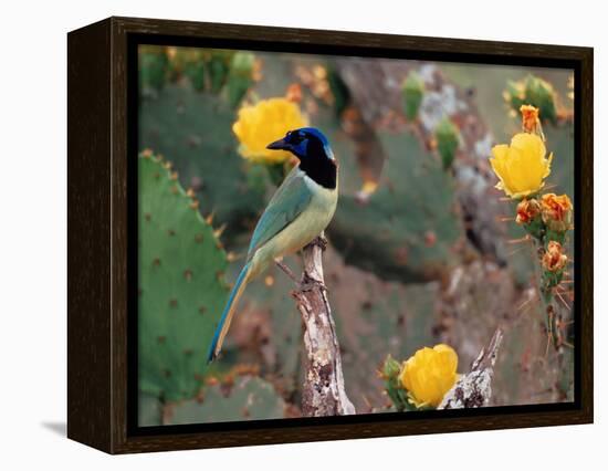 Green Jay, Texas, USA-Dee Ann Pederson-Framed Premier Image Canvas