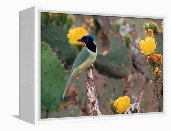 Green Jay, Texas, USA-Dee Ann Pederson-Framed Premier Image Canvas