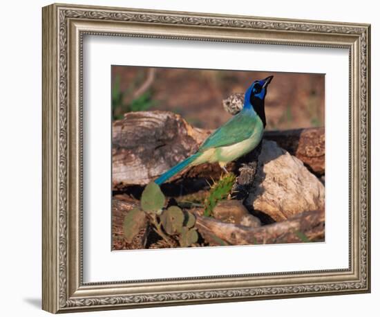 Green Jay, Texas, USA-Dee Ann Pederson-Framed Photographic Print