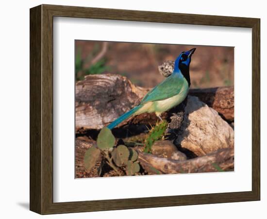 Green Jay, Texas, USA-Dee Ann Pederson-Framed Photographic Print