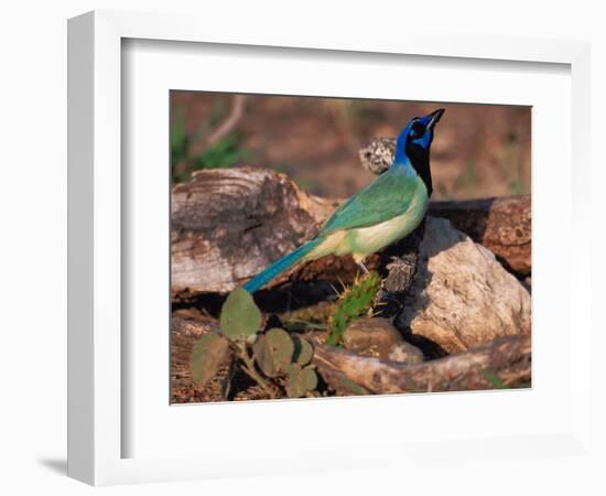 Green Jay, Texas, USA-Dee Ann Pederson-Framed Photographic Print