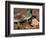 Green Jay, Texas, USA-Dee Ann Pederson-Framed Photographic Print