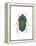 Green June Beetle (Cotinus Nitida), Insects-Encyclopaedia Britannica-Framed Stretched Canvas