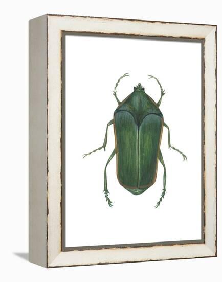 Green June Beetle (Cotinus Nitida), Insects-Encyclopaedia Britannica-Framed Stretched Canvas