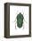 Green June Beetle (Cotinus Nitida), Insects-Encyclopaedia Britannica-Framed Stretched Canvas