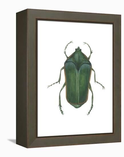 Green June Beetle (Cotinus Nitida), Insects-Encyclopaedia Britannica-Framed Stretched Canvas