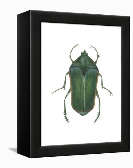 Green June Beetle (Cotinus Nitida), Insects-Encyclopaedia Britannica-Framed Stretched Canvas