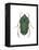 Green June Beetle (Cotinus Nitida), Insects-Encyclopaedia Britannica-Framed Stretched Canvas