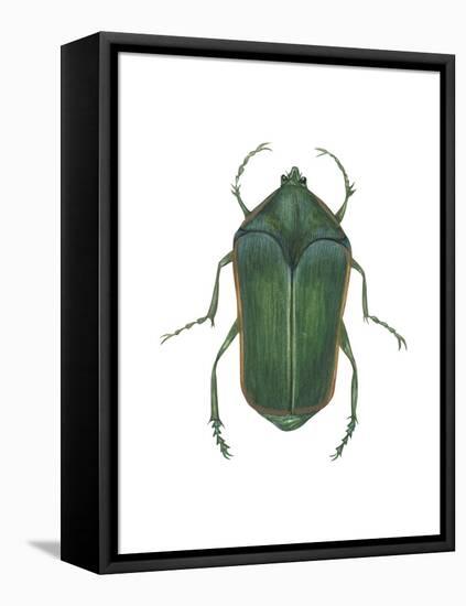 Green June Beetle (Cotinus Nitida), Insects-Encyclopaedia Britannica-Framed Stretched Canvas