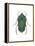 Green June Beetle (Cotinus Nitida), Insects-Encyclopaedia Britannica-Framed Stretched Canvas