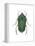 Green June Beetle (Cotinus Nitida), Insects-Encyclopaedia Britannica-Framed Stretched Canvas