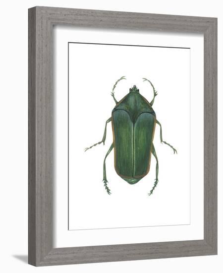 Green June Beetle (Cotinus Nitida), Insects-Encyclopaedia Britannica-Framed Art Print