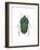 Green June Beetle (Cotinus Nitida), Insects-Encyclopaedia Britannica-Framed Art Print