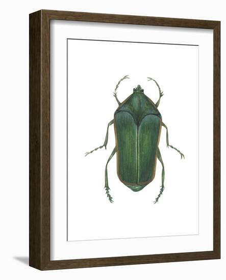 Green June Beetle (Cotinus Nitida), Insects-Encyclopaedia Britannica-Framed Art Print