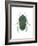 Green June Beetle (Cotinus Nitida), Insects-Encyclopaedia Britannica-Framed Art Print