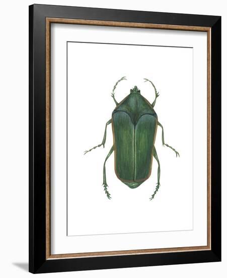 Green June Beetle (Cotinus Nitida), Insects-Encyclopaedia Britannica-Framed Art Print