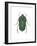 Green June Beetle (Cotinus Nitida), Insects-Encyclopaedia Britannica-Framed Art Print