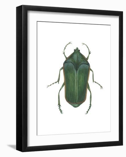 Green June Beetle (Cotinus Nitida), Insects-Encyclopaedia Britannica-Framed Art Print