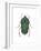 Green June Beetle (Cotinus Nitida), Insects-Encyclopaedia Britannica-Framed Art Print