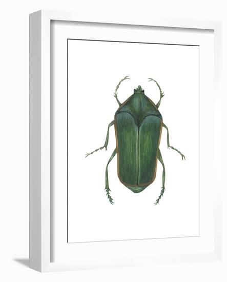 Green June Beetle (Cotinus Nitida), Insects-Encyclopaedia Britannica-Framed Art Print