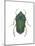 Green June Beetle (Cotinus Nitida), Insects-Encyclopaedia Britannica-Mounted Art Print