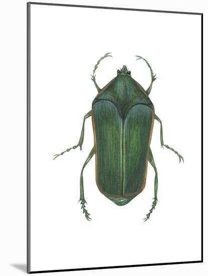 Green June Beetle (Cotinus Nitida), Insects-Encyclopaedia Britannica-Mounted Art Print