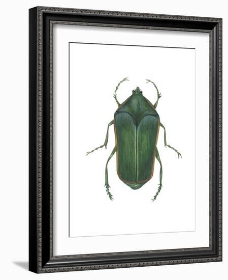 Green June Beetle (Cotinus Nitida), Insects-Encyclopaedia Britannica-Framed Art Print