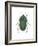 Green June Beetle (Cotinus Nitida), Insects-Encyclopaedia Britannica-Framed Art Print