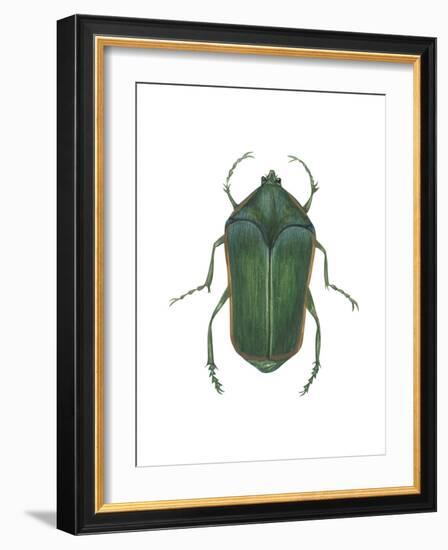 Green June Beetle (Cotinus Nitida), Insects-Encyclopaedia Britannica-Framed Art Print