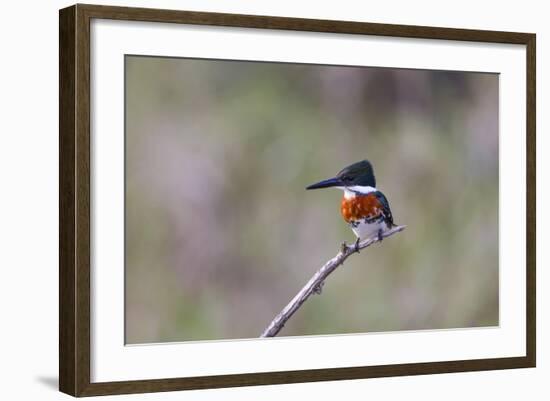 Green Kingfisher Male on Hunting Perch-Larry Ditto-Framed Photographic Print