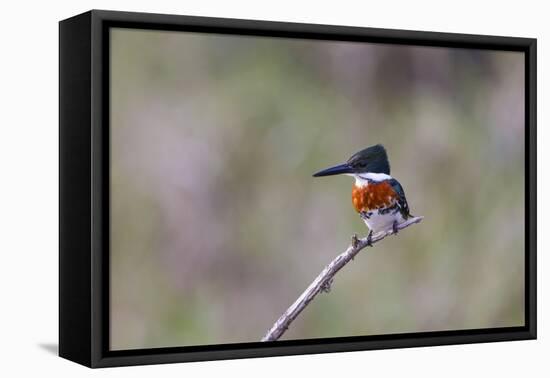 Green Kingfisher Male on Hunting Perch-Larry Ditto-Framed Premier Image Canvas