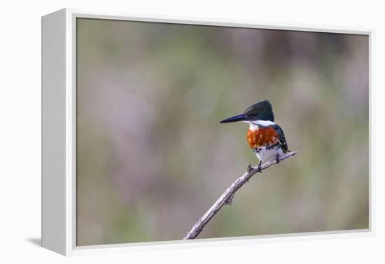 Green Kingfisher Male on Hunting Perch-Larry Ditto-Framed Premier Image Canvas