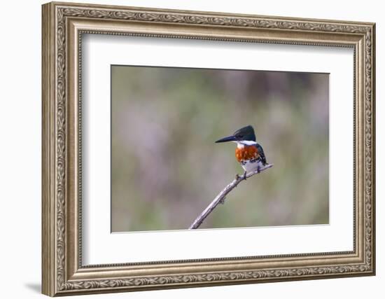 Green Kingfisher Male on Hunting Perch-Larry Ditto-Framed Photographic Print