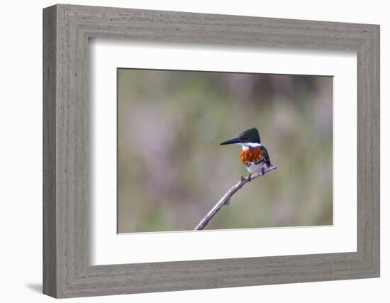 Green Kingfisher Male on Hunting Perch-Larry Ditto-Framed Photographic Print